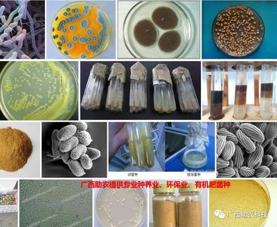 南寧微瑞生物科技 聚焦前沿科技，驅(qū)動(dòng)健康未來(lái)