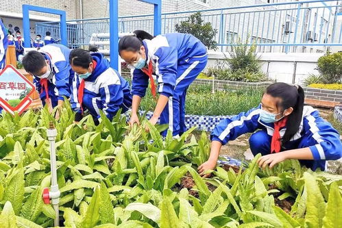 愛心菜園暖人心 成都龍泉學子200斤自種蔬菜送達抗疫一線
